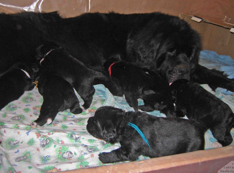 Фото: ньюфаундленд Малая Медведица из Племени Кедра