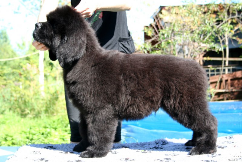 Фотография № 160463