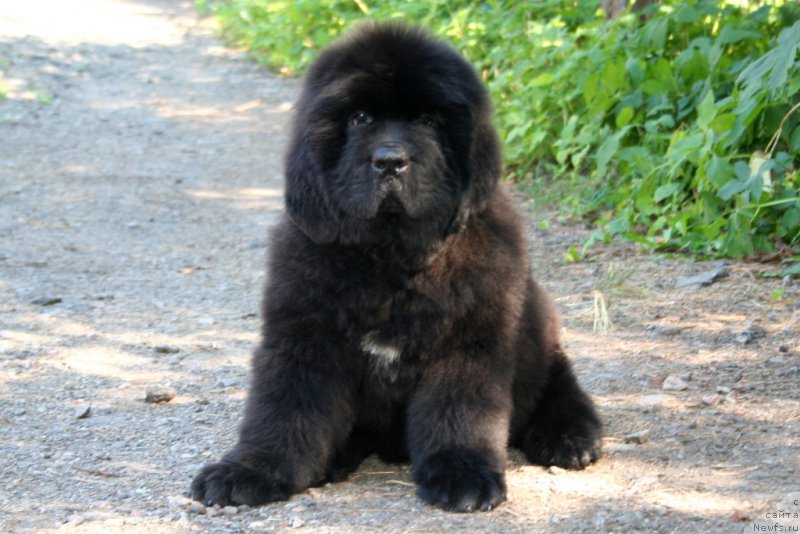 Фотография № 160466