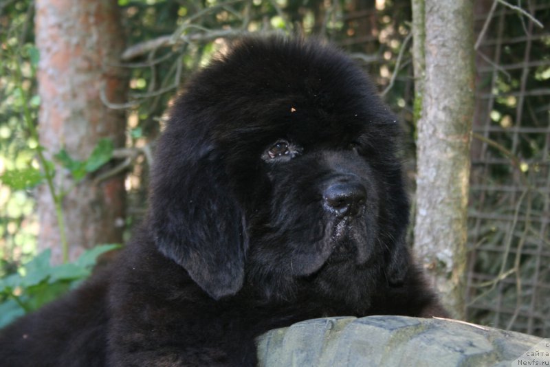 Фотография № 160467