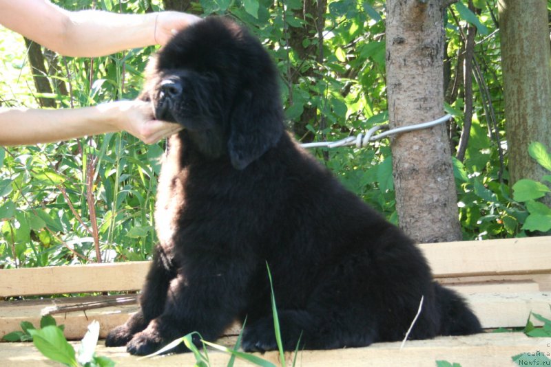 Фото: ньюфаундленд Черная Мафия Шаке анд Плау (Chernaya Mafia Shake and Play)