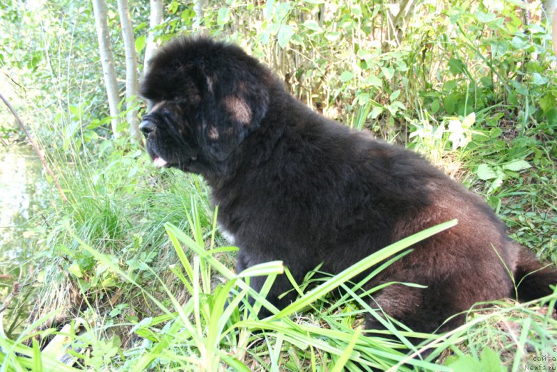 Фотография № 160469