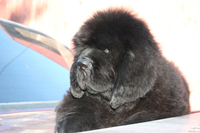 Фотография № 160477