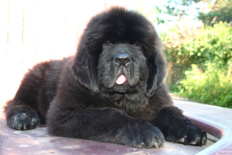 Фотография № 160478