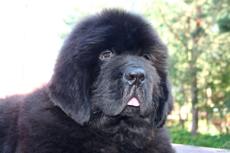 Фотография № 160479