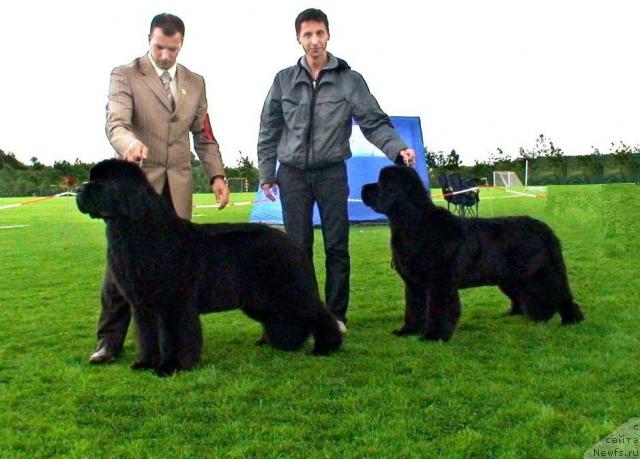 Фото: ньюфаундленд Skippers King of Helluland, ньюфаундленд Skippers Only You for Smigar, Александр Коротков, и Габор