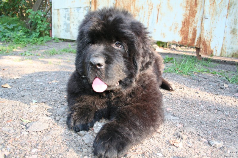 Фотография № 160482