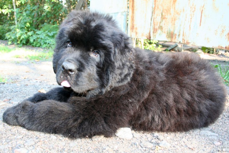 Фотография № 160483