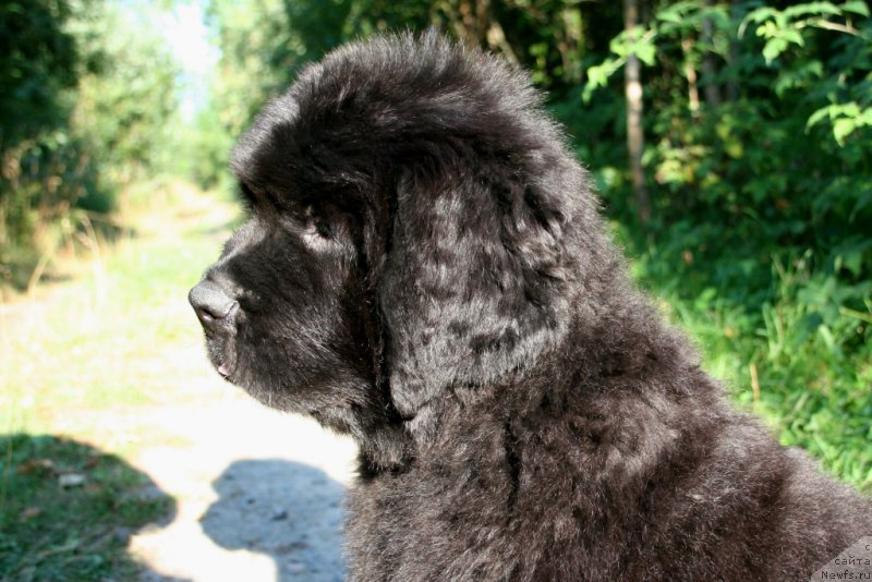 Фотография № 160487