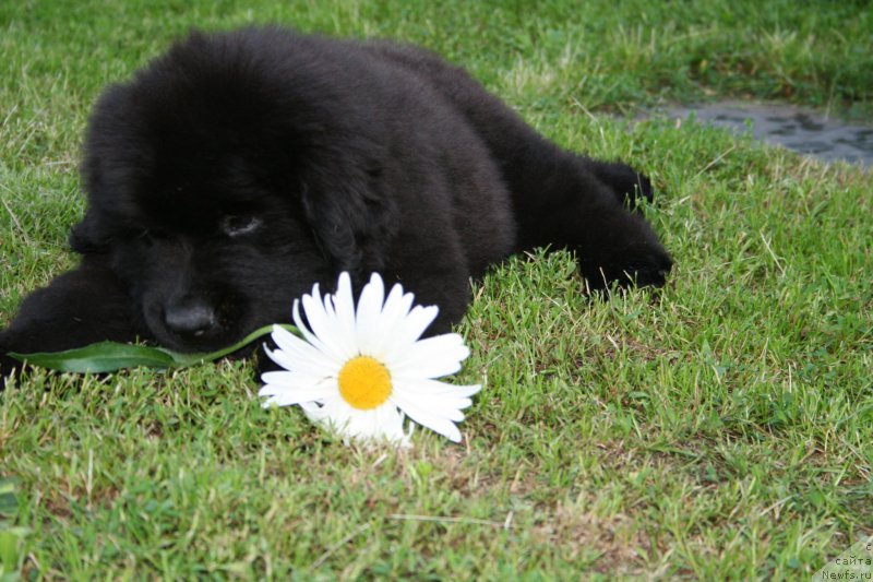 Фото: J'aime Le vent arriere is Volotova