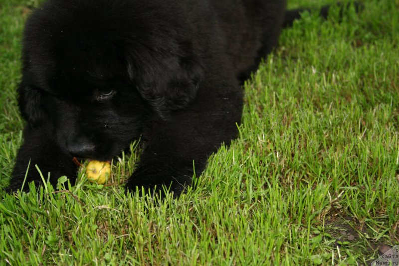 Фотография № 160499