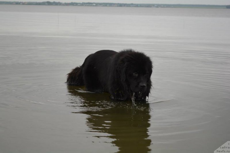 Фото: ньюфаундленд Экспрессия Леди в Черном