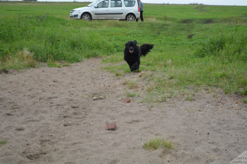 Фото: ньюфаундленд Экспрессия Леди в Черном