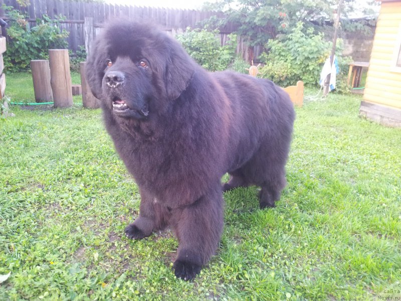 Фото: ньюфаундленд Капитан Ньюфорт