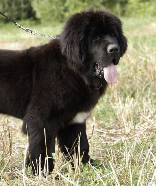 Фото: ньюфаундленд I'm The King Moon Bear