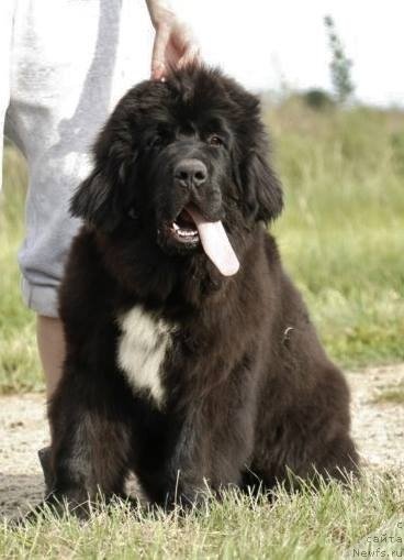 Фото: ньюфаундленд I'm The King Moon Bear