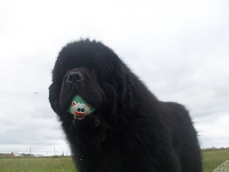 Фото: ньюфаундленд Карат из Медвежьего Яра (Karat iz Medvejyego Yara)