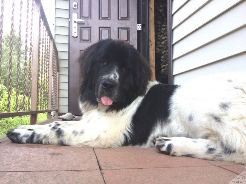 Фото: ньюфаундленд Сент Джонс Исида