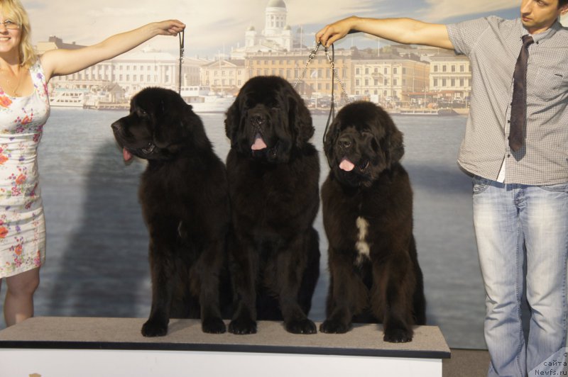 Фото: ньюфаундленд Смигар Легенда Весны (Smigar Legenda Vesny), ньюфаундленд Смигар Ливерпульский Четвертак (Smigar Liverpulsiy Chetvertak), ньюфаундленд Смигар Лав Стори (Smigar Love Story)