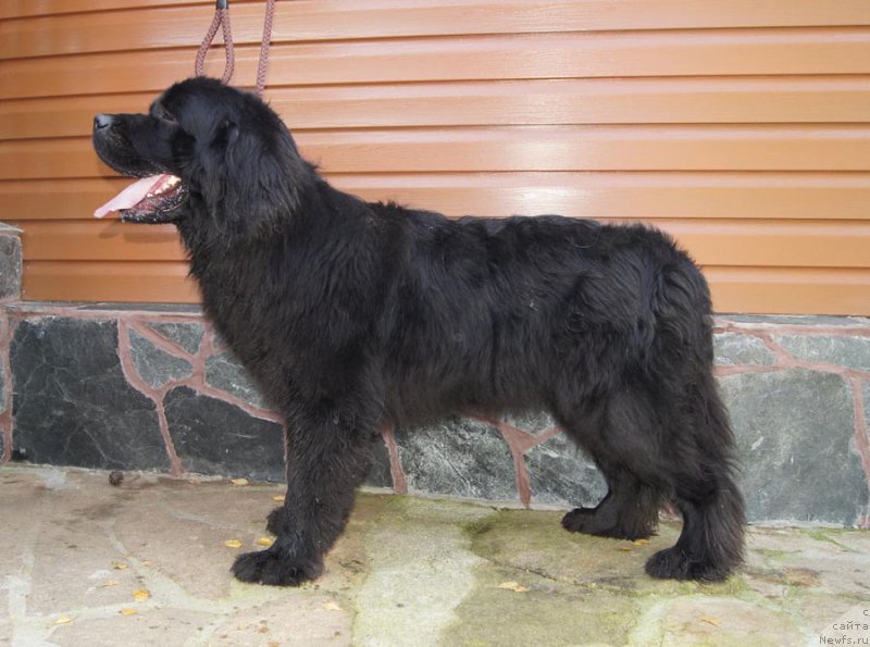 Фото: ньюфаундленд Супер Бизон До Ре Ми