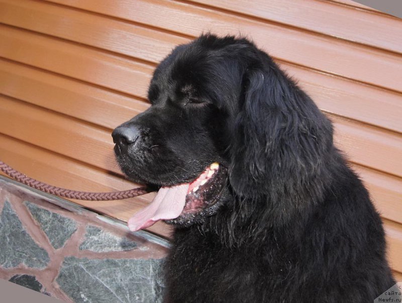 Фото: ньюфаундленд Супер Бизон До Ре Ми