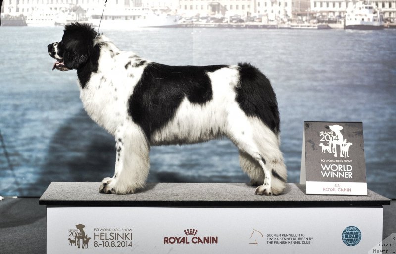 Фото: ньюфаундленд Флюфи Аваланч Сатисфастион оф Май Амбитионс (Fluffy Avalanche Satisfaction of My Ambitions)