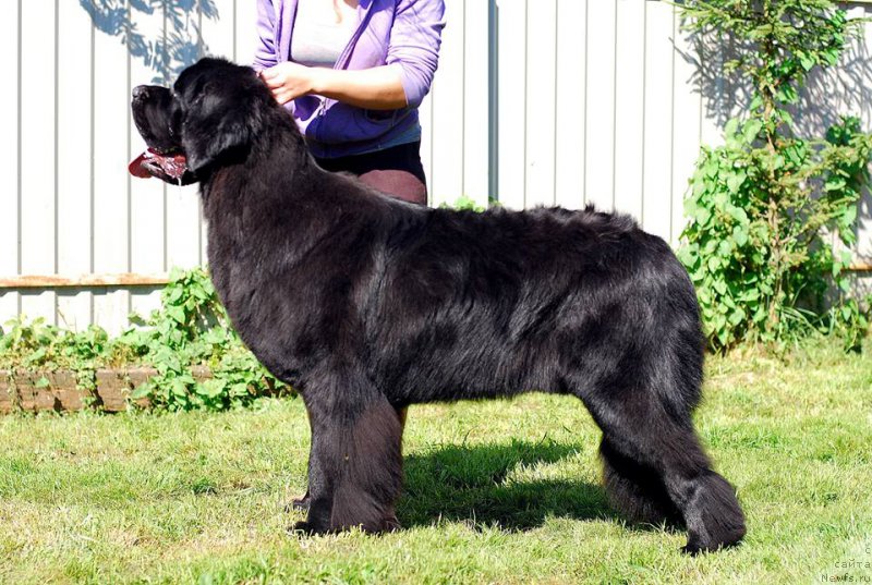 Фото: ньюфаундленд Черная Мафия Муч Соугхт (Chernaya Mafia Much Sought)