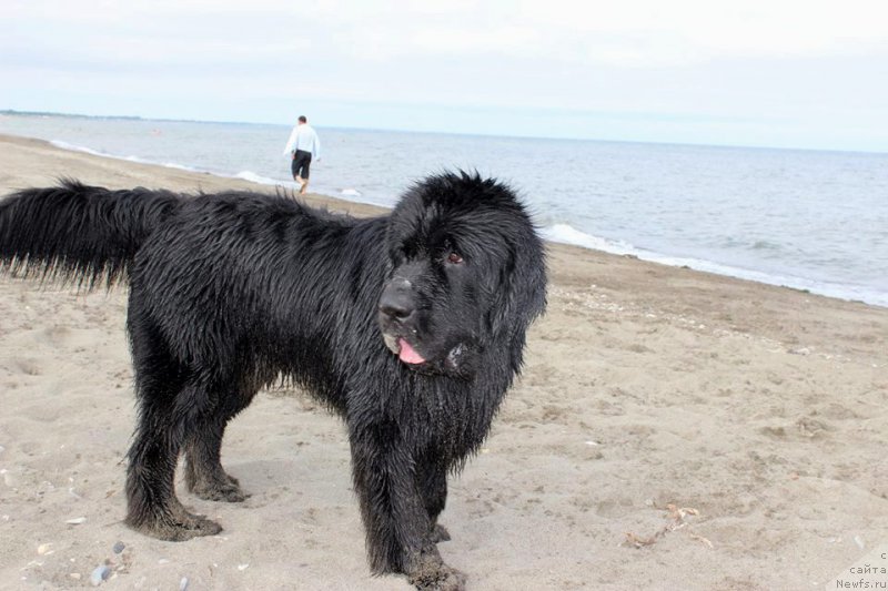 Фото: ньюфаундленд Черная Мафия Маттер оф Тиме (Chernaya Mafia Matter of Time)