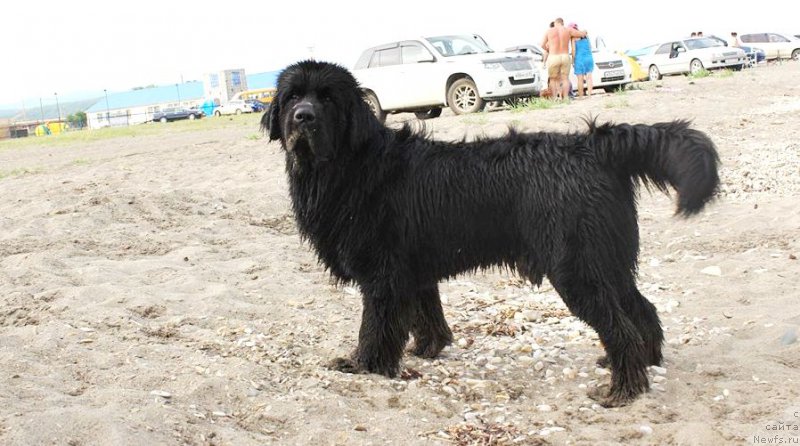 Фото: ньюфаундленд Черная Мафия Маттер оф Тиме (Chernaya Mafia Matter of Time)