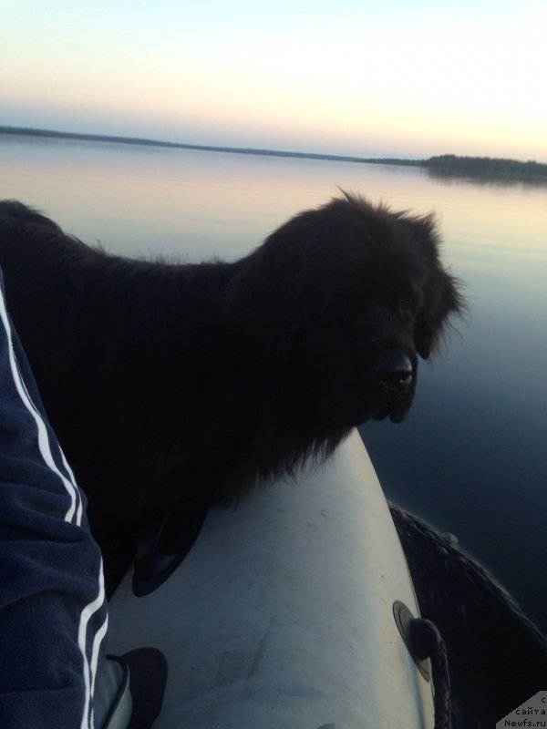 Фото: ньюфаундленд Черная Мафия Меант То Бе (Chernaya Mafia Meant To Be)