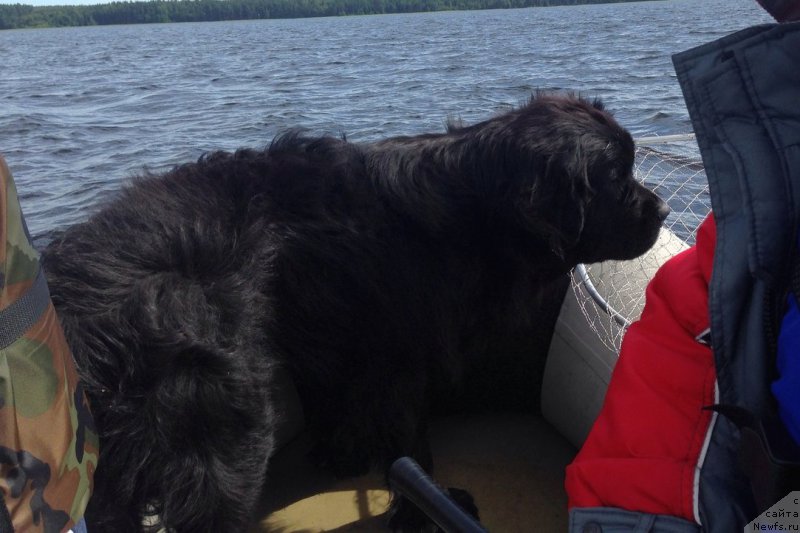 Фото: ньюфаундленд Черная Мафия Меант То Бе (Chernaya Mafia Meant To Be)