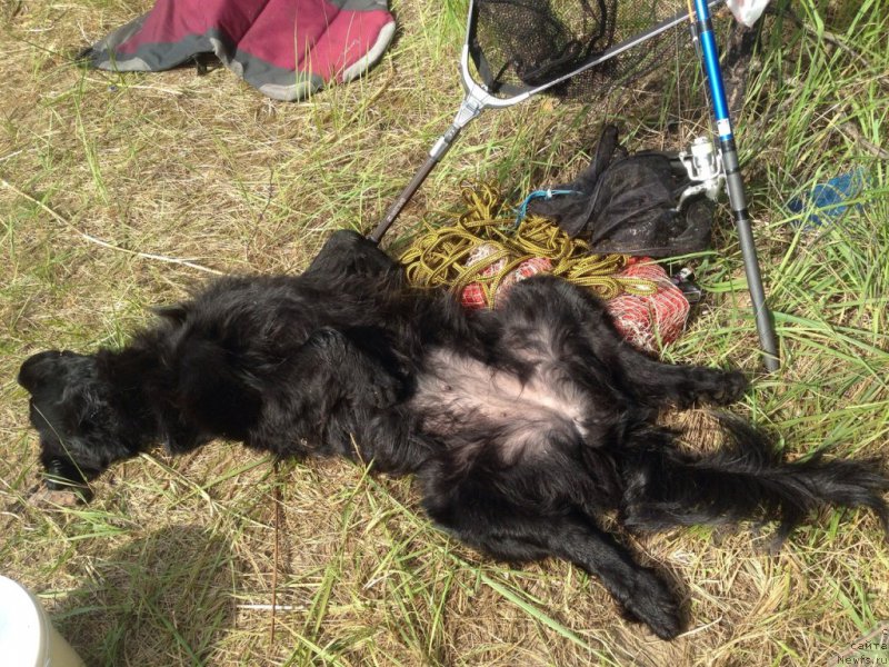 Фото: ньюфаундленд Черная Мафия Меант То Бе (Chernaya Mafia Meant To Be)