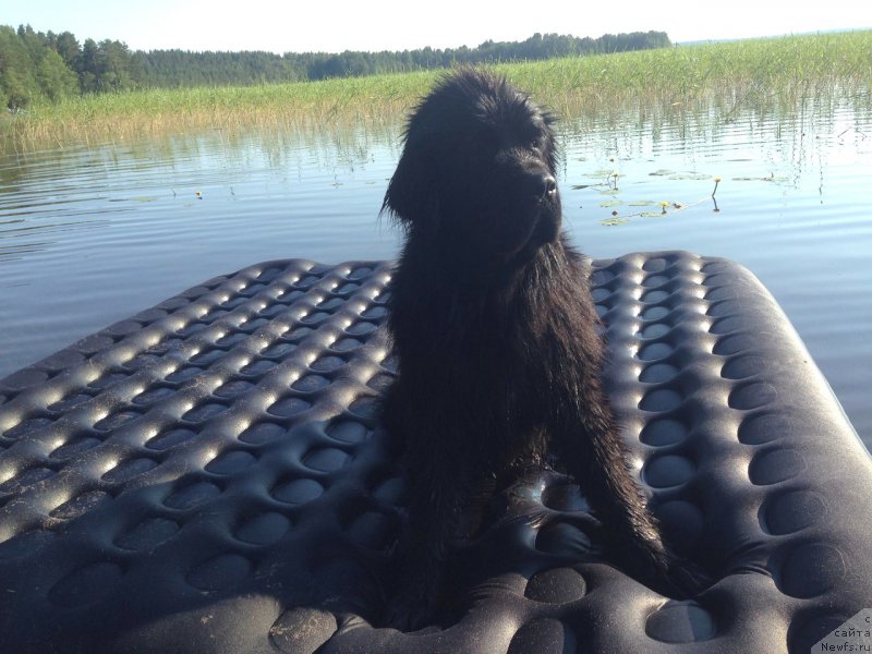 Фото: ньюфаундленд Черная Мафия Меант То Бе (Chernaya Mafia Meant To Be)