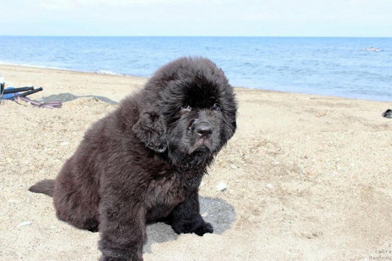 Фото: ньюфаундленд Черная Мафия Ше ис а Ладу (Chernaya Mafia She is a Lady)