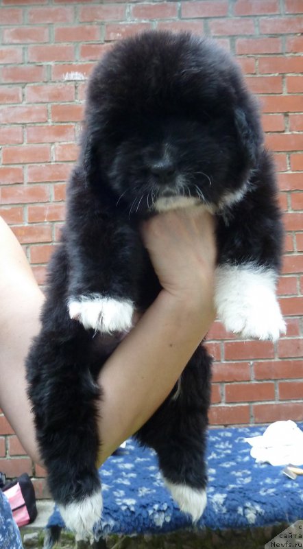 Фото: ньюфаундленд Супер Премиум Ричард Третий