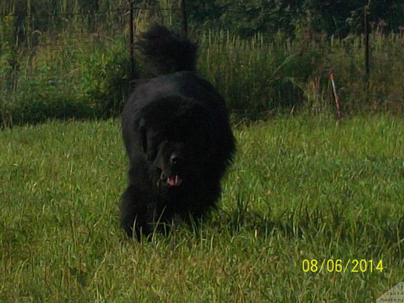 Фото: ньюфаундленд Супер Премиум Микадо (Super Premium Mikado)