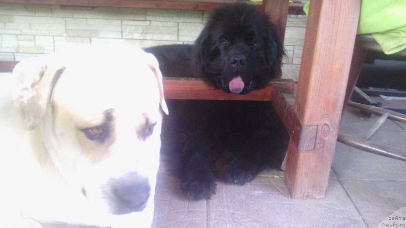 Фото: ньюфаундленд Закари Остин Пауэрс