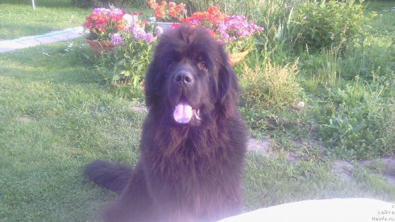 Фото: ньюфаундленд Закари Остин Пауэрс