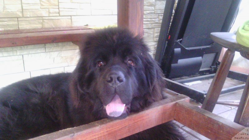 Фото: ньюфаундленд Закари Остин Пауэрс