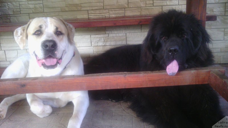 Фото: ньюфаундленд Закари Остин Пауэрс