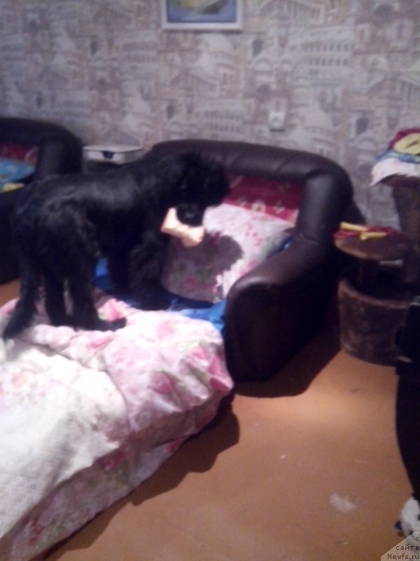 Фото: Анико от Сибирского медведя