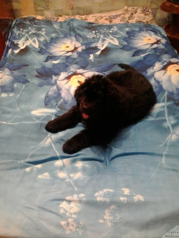 Фото: Анико от Сибирского медведя