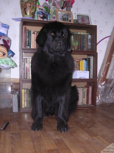 Фото: ньюфаундленд Норт Фэйс Лаванда