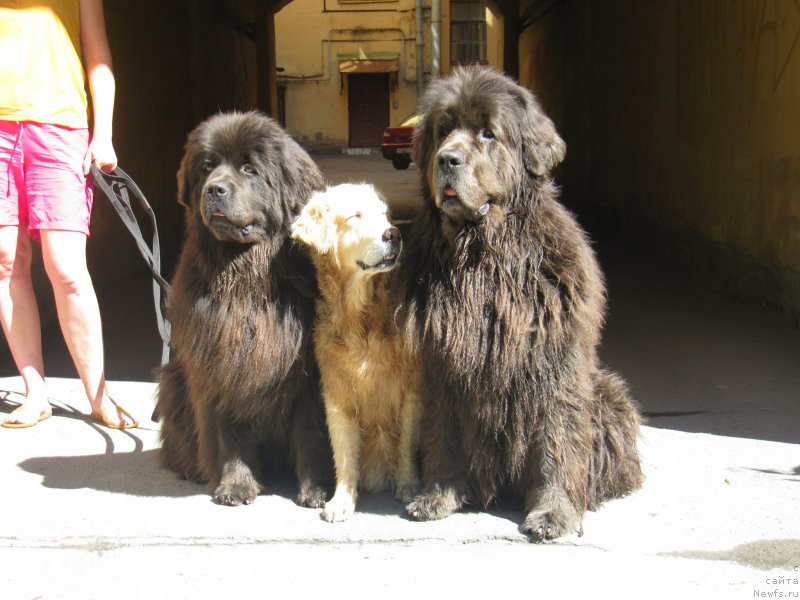 Фото: ньюфаундленд Мелти Вейв Марин Тифея (Melty Wave Marine Tifeya), Лиса, ньюфаундленд Дюрбахлер Клаб Альфаретта Виньетта