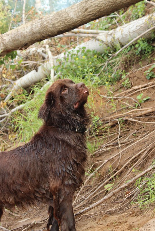 Фото: ньюфаундленд Сверкающая Гора Машаме (Sverkayuzhaya Gora Mashame)