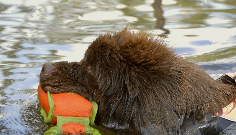 Фото: ньюфаундленд I Follow The Sun de L'Etoile de Cyrice