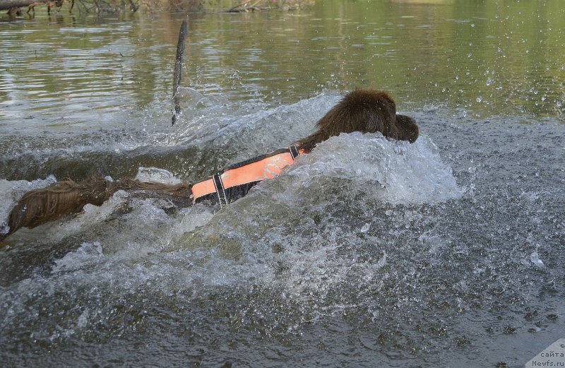 Фото: ньюфаундленд I Follow The Sun de L'Etoile de Cyrice