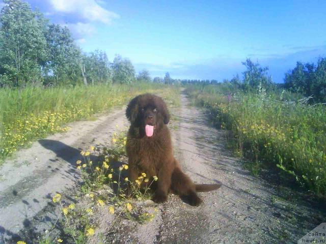 Фото: ньюфаундленд Зенон Зачарованный Принц