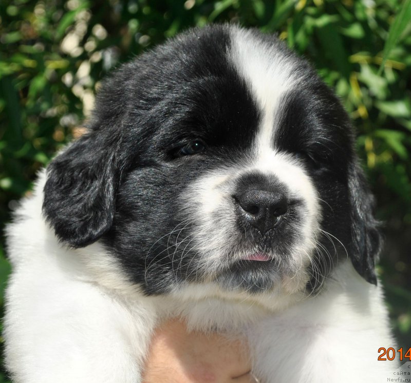 Фото: ньюфаундленд Маг Исполин Ольха