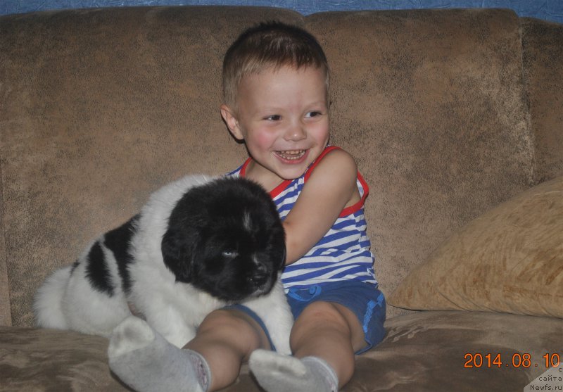 Фото: ньюфаундленд Маг Исполин Онега, и сынок, Елена Горбунова